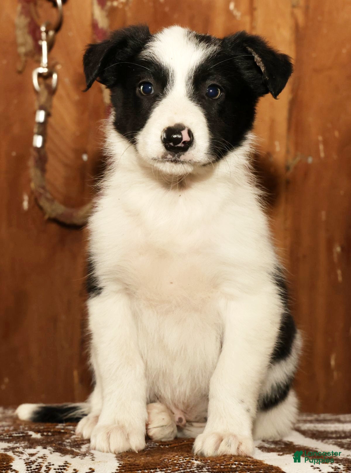 Border Collie dogs Duke - Ad 1