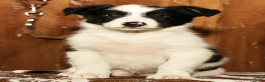 Duke