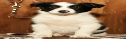 Border Collie dogs for sale: Duke - Ad 1