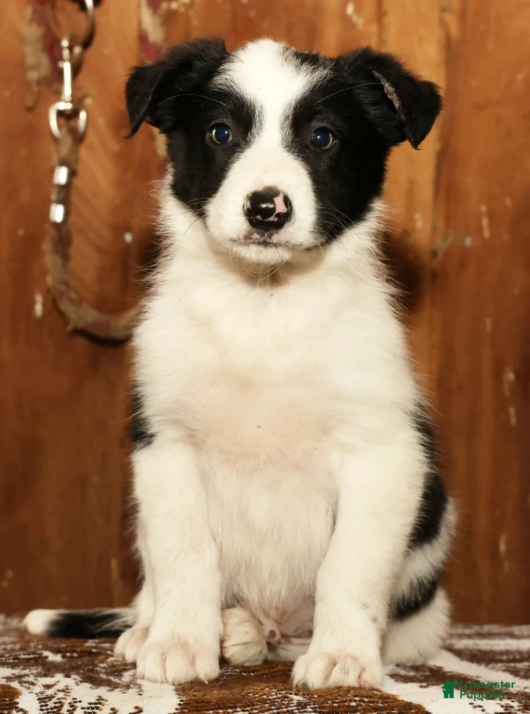 Border Collie dogs for sale: Duke - Ad 1