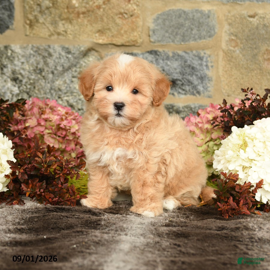 Maltipoo dogs Loren - Ad 2