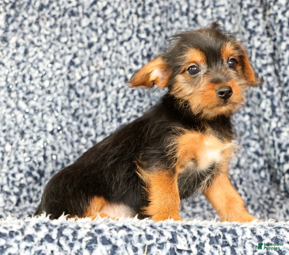 Yorkshire Terrier dogs Andrew - Ad 2