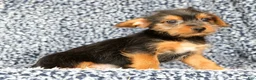 Yorkshire Terrier dogs for sale: Andrew - Ad 2