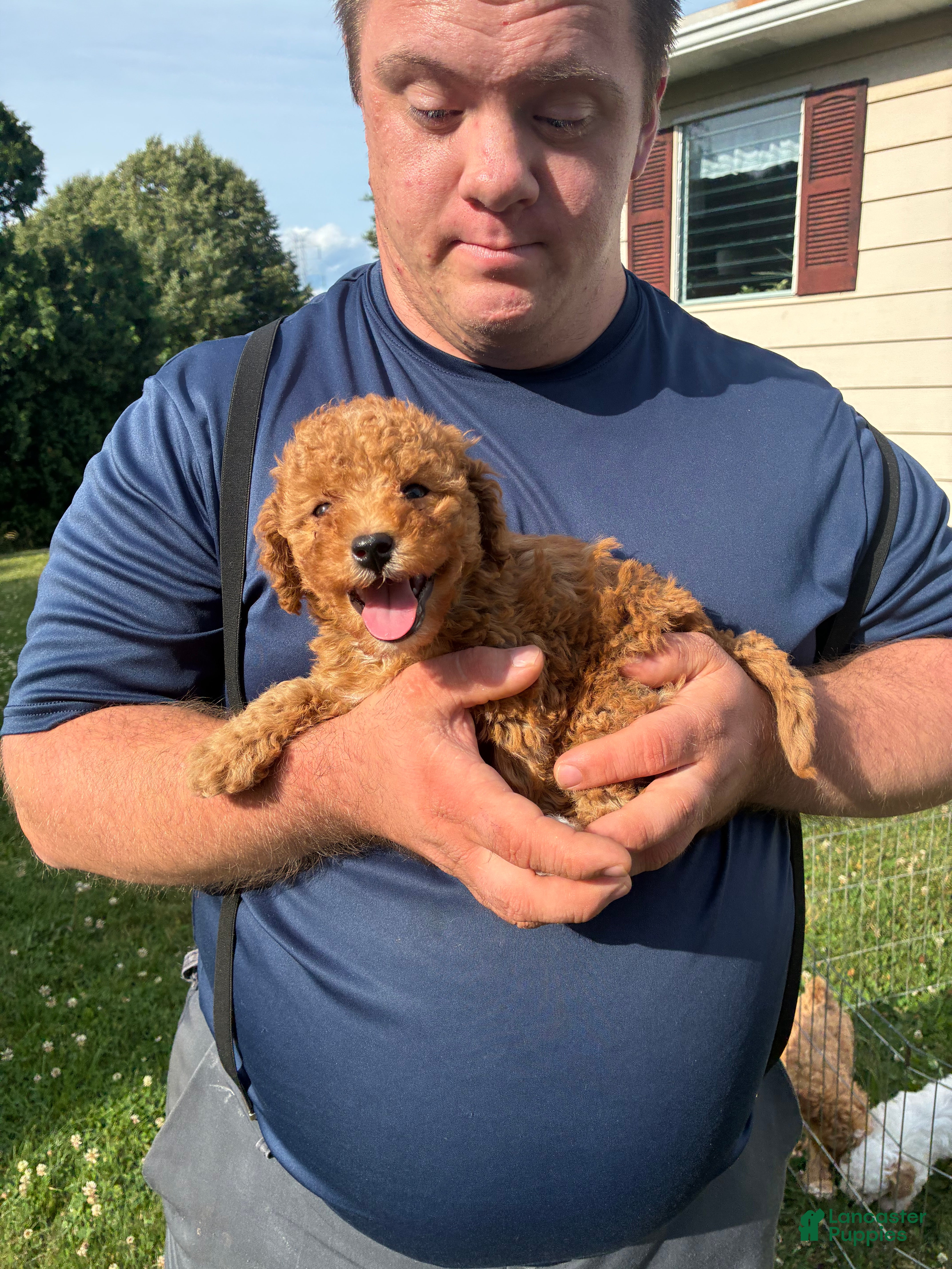 Mini Goldendoodle dogs Mini Goldendoodle 2 - Ad 2