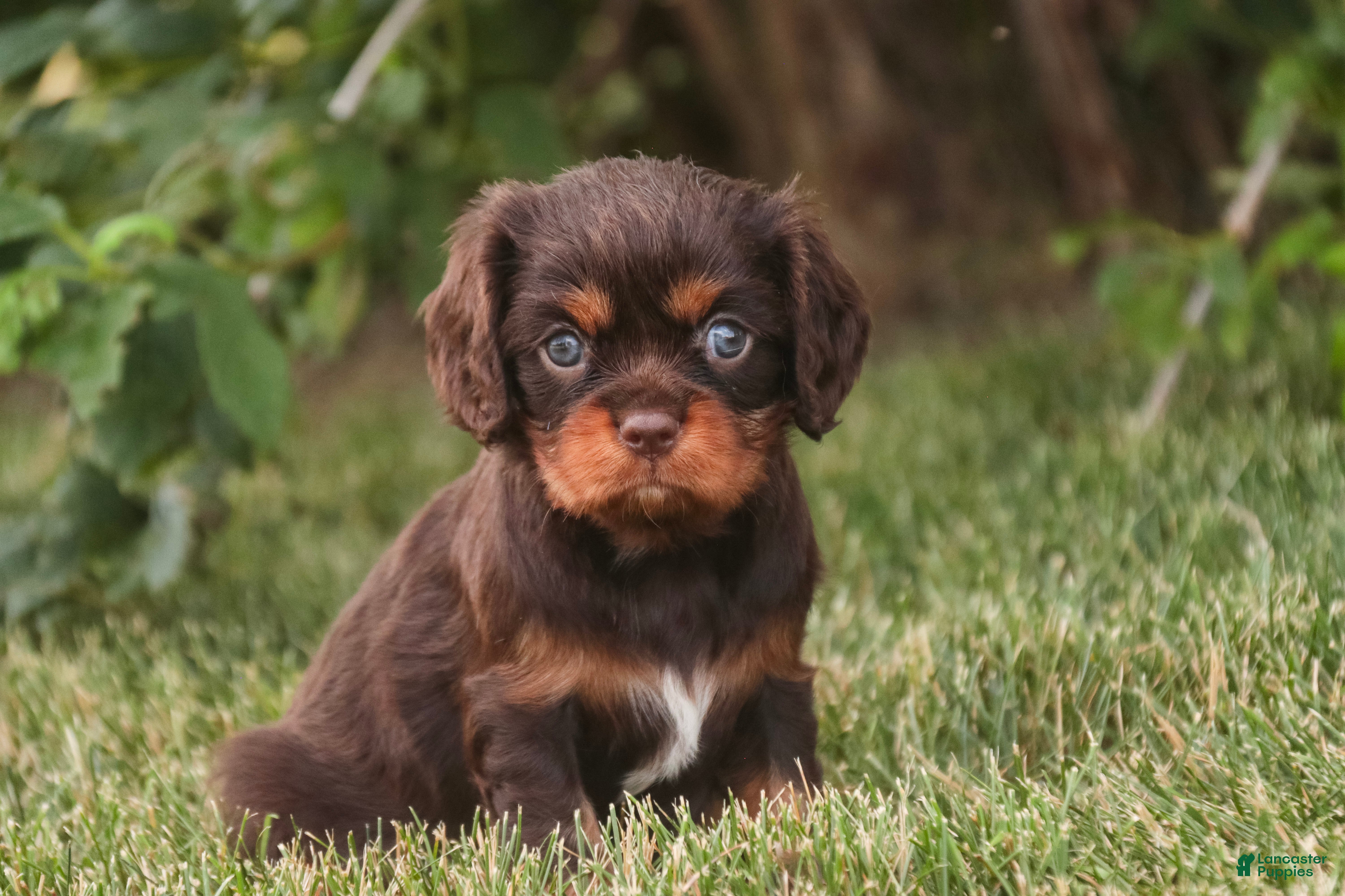 Cavalier King Charles Spaniel dogs Penelope Cavalier King Charles Spaniel  - Ad 1