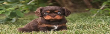 Penelope Cavalier King Charles Spaniel 