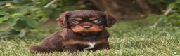 Cavalier King Charles Spaniel dogs for sale: Penelope Cavalier King Charles Spaniel  - Ad 1