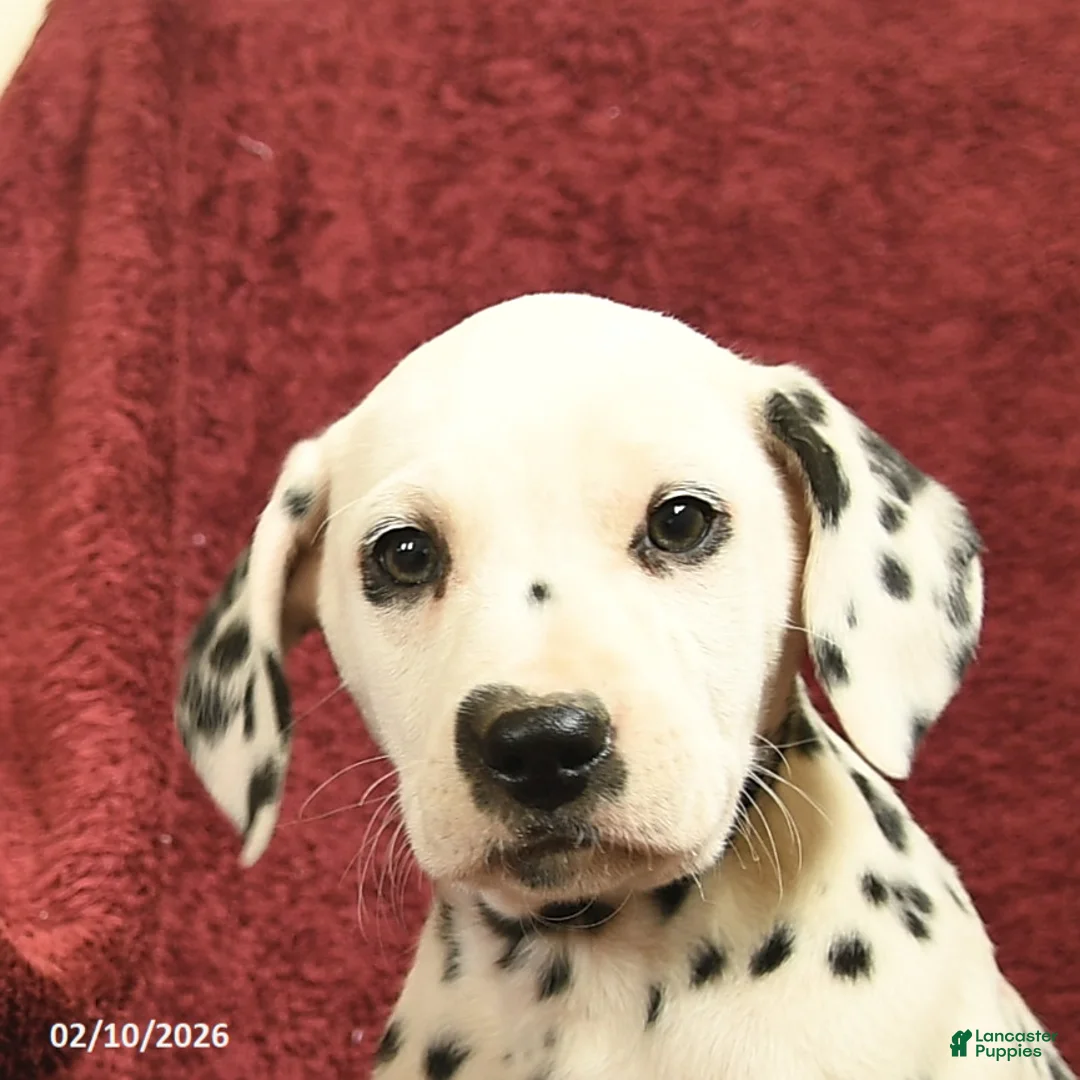 Dalmatian dogs for sale: Sage  - Ad 5