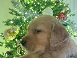 Golden Retriever dogs Golden Retriever Puppy 1 - Ad 18