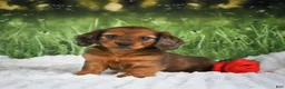 Miniature Dachshund dogs for sale: AKC Dixie - Ad 5