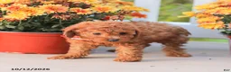 Miniature Poodle dogs for sale: Cathy - Ad 7