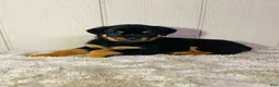 Rottweiler dogs for sale: Rottweiler 2 - Ad 20