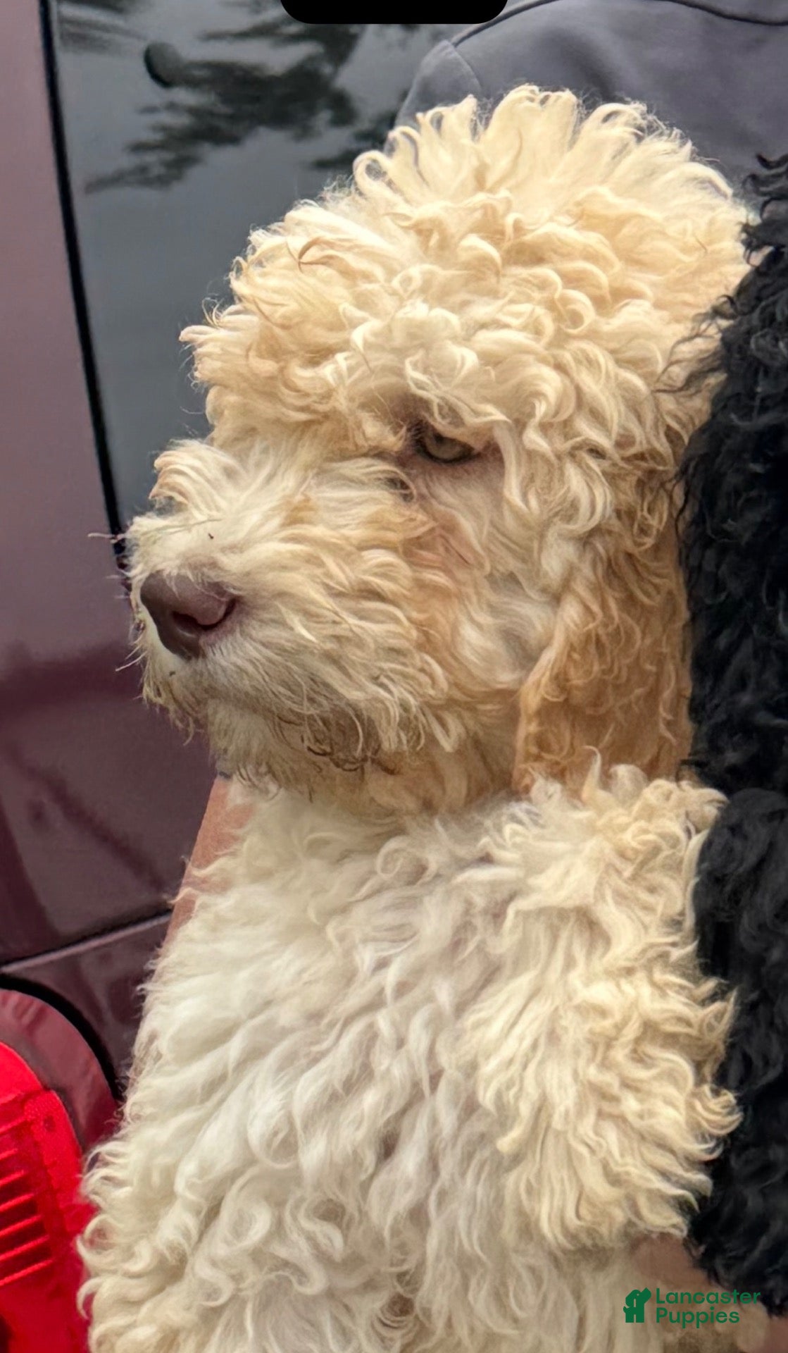 Goldendoodle dogs for sale: Honey - Ad 1