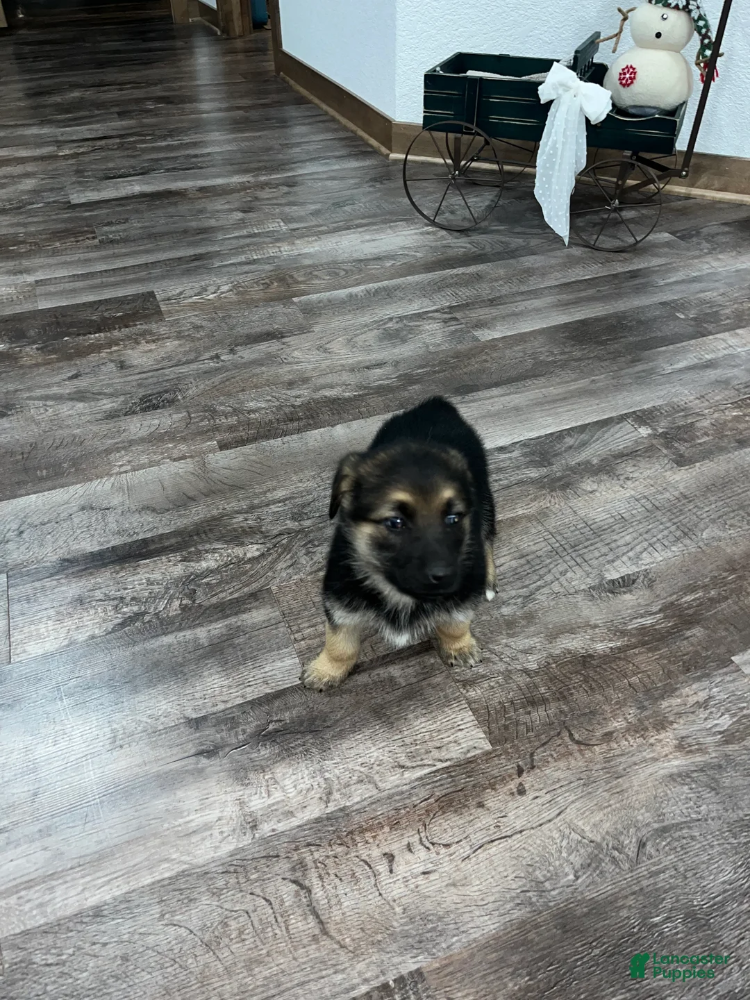 Mixed Breed dogs for sale: Max🩵 - Ad 6