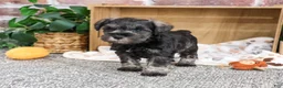 Miniature Schnauzer dogs for sale: Truman - Ad 3