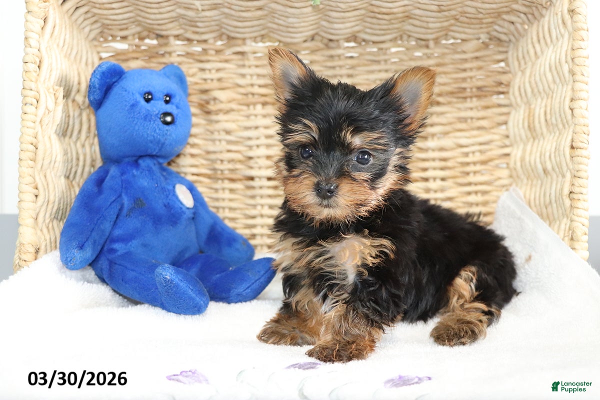 Yorkshire Terrier dogs Captain - Ad 2