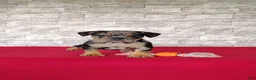 Beabull dogs for sale: Olivia - Ad 5