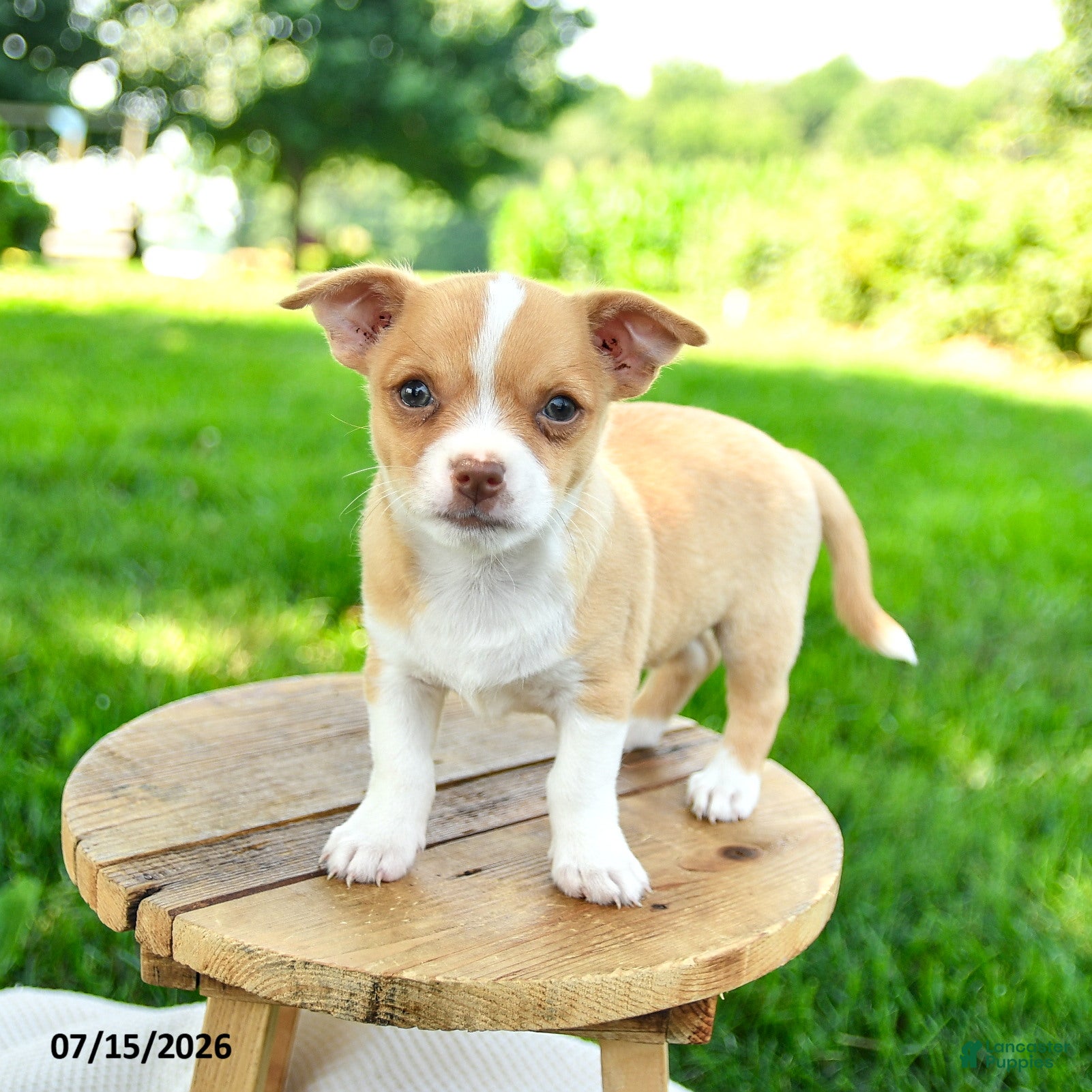 Chihuahua dogs Novak - Ad 1