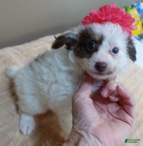 Toy Poodle dogs Maggie Mae  - Ad 25