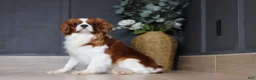 Cavalier King Charles Spaniel dogs for sale: Sammy - Ad 8