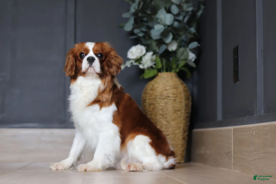 Cavalier King Charles Spaniel dogs for sale: Sammy - Ad 8