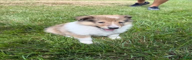 Collie 2 Barclay