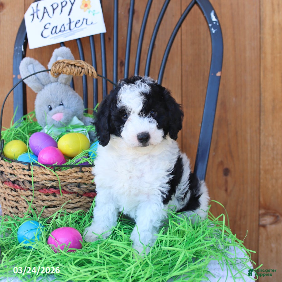 Mini Goldendoodle dogs Skipper - Ad 1