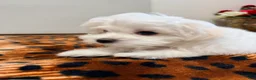 Maltese dogs for sale: Joy - Ad 9