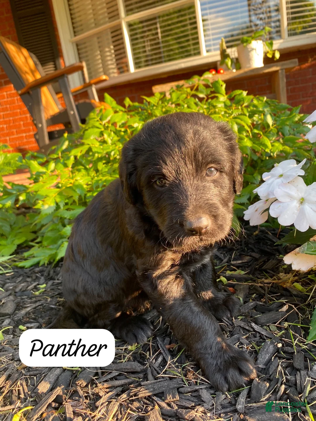 Mixed Breed dogs for sale: Panther - Ad 1