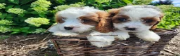 Cavapoo dogs for sale: Ralph  - Ad 1