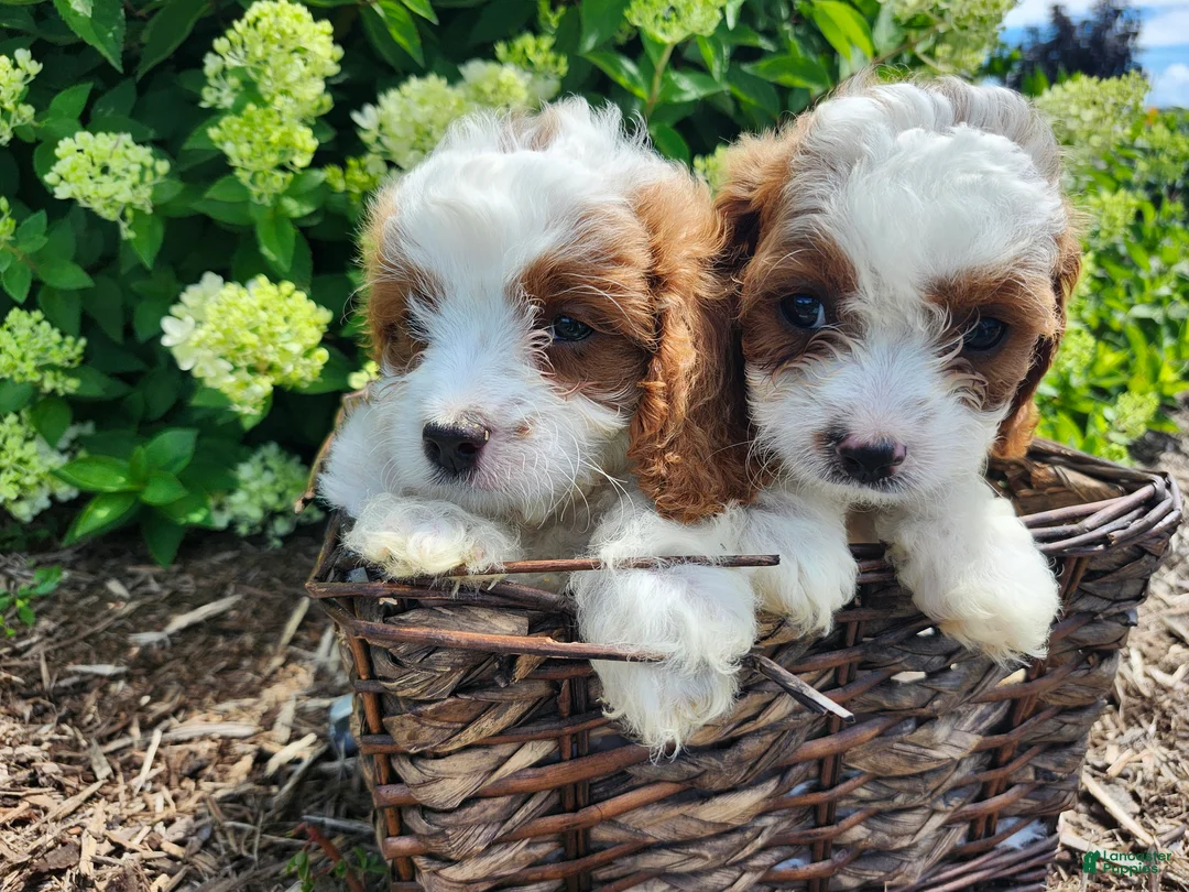 Cavapoo dogs for sale: Ralph  - Ad 1