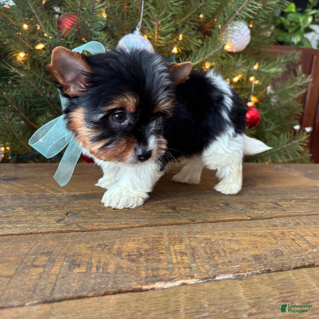 Mixed Breed dogs for sale: Blossom - Ad 4