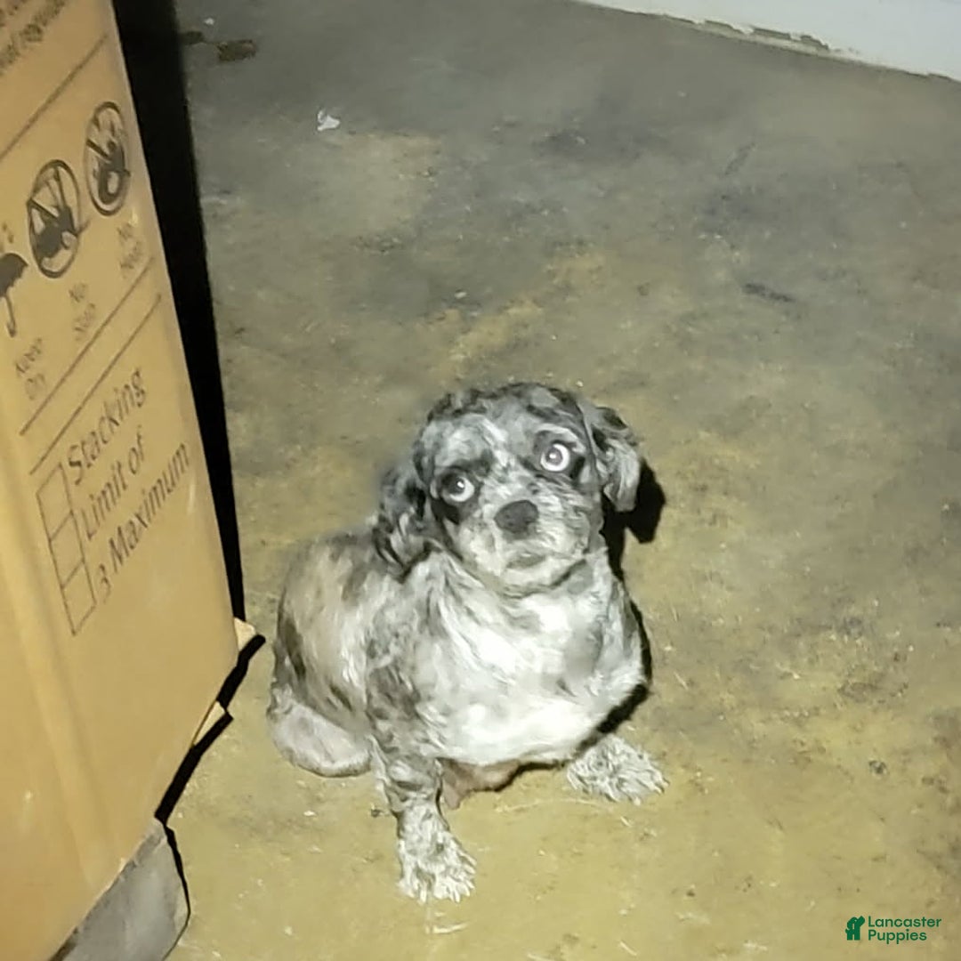 Mixed Breed dogs for sale: Ruger - Ad 4