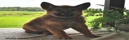 Mixed Breed dogs for sale: Baxter - Ad 4