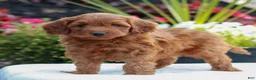 Mini Goldendoodle dogs for sale: Victor  - Ad 3