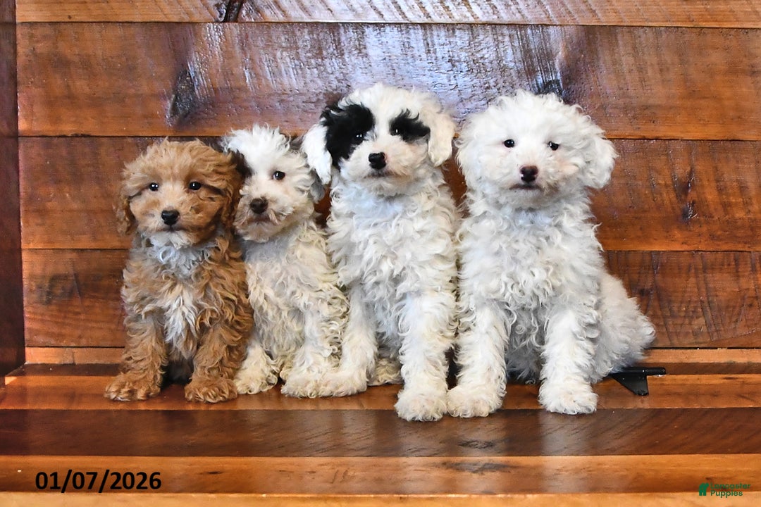 Miniature Poodle dogs for sale: Peanut  - Ad 3