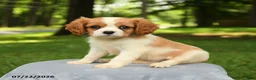 Cavalier King Charles Spaniel dogs for sale: Marshall - Ad 1