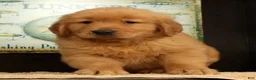 Golden Retriever dogs for sale: Dane - Ad 3