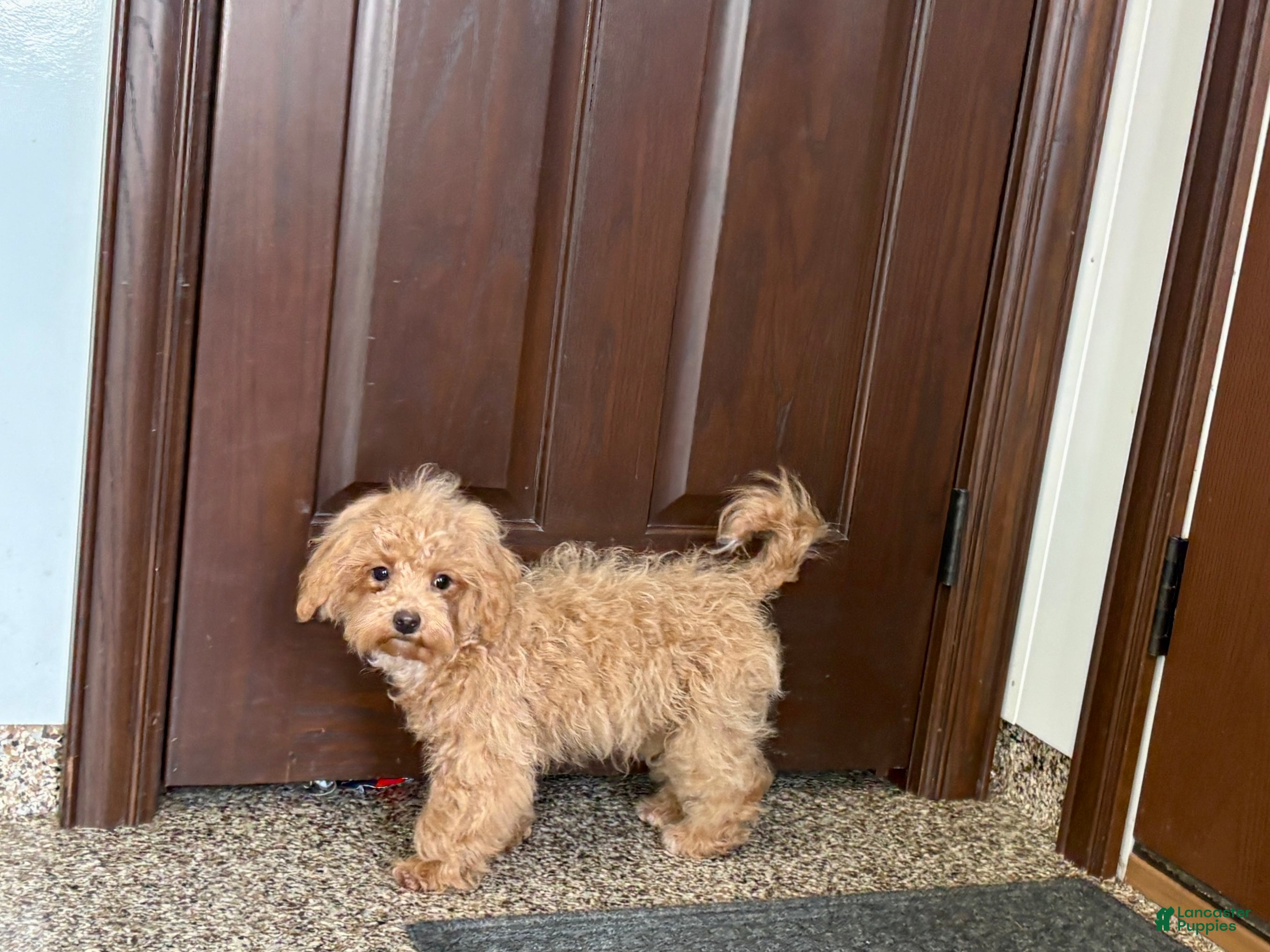 Maltipoo dogs Morty - Ad 13