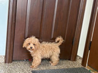 Maltipoo dogs Morty - Ad 13