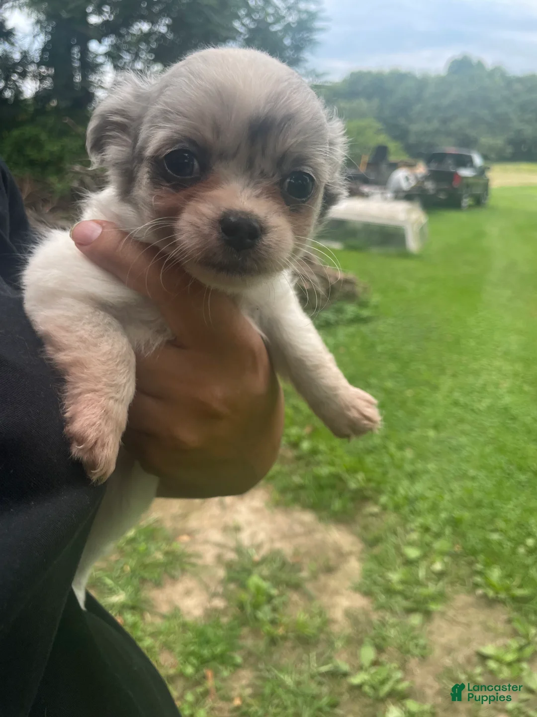 Chihuahua dogs for sale: Chihuahua 4 - Ad 2