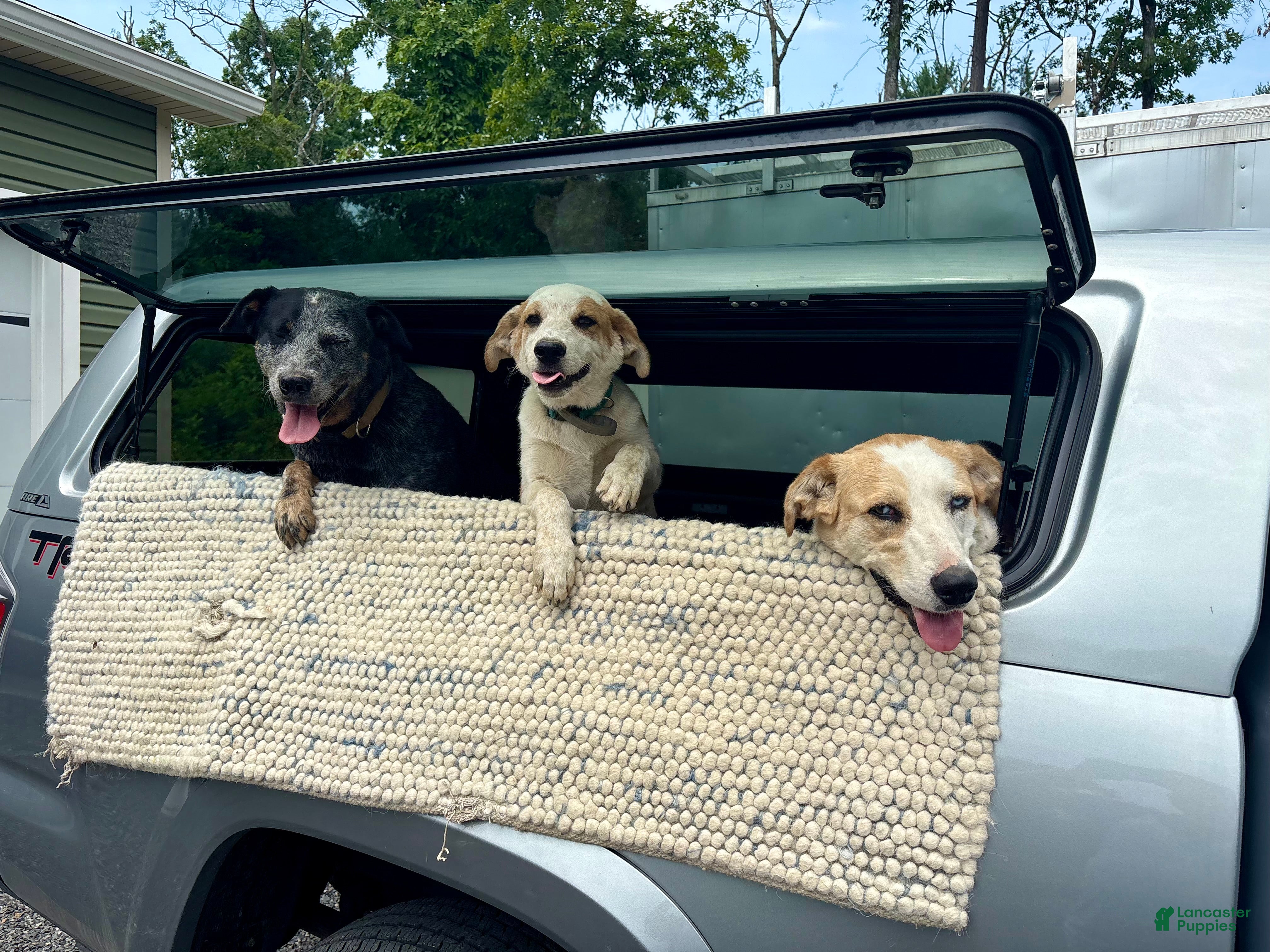 Mixed Breed dogs Harley - Ad 2