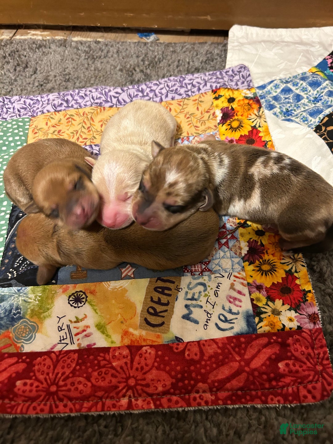 Miniature Dachshund dogs for sale: Miniature Dachshund litter  - Ad 1