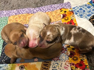 Miniature Dachshund dogs Miniature Dachshund litter - Ad 20