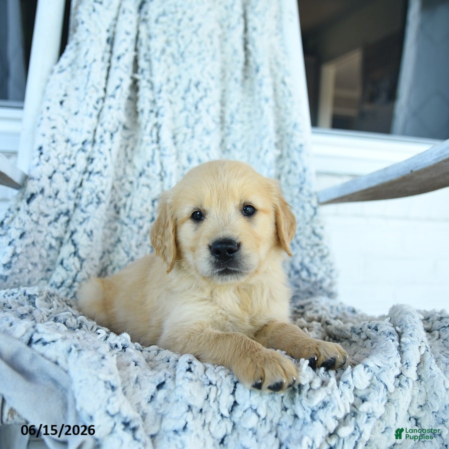 Golden Retriever dogs Goose - Ad 2