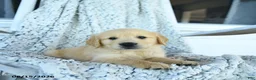 Golden Retriever dogs for sale: Goose - Ad 2