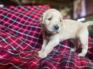 Golden Retriever dogs Bluey - Ad 22