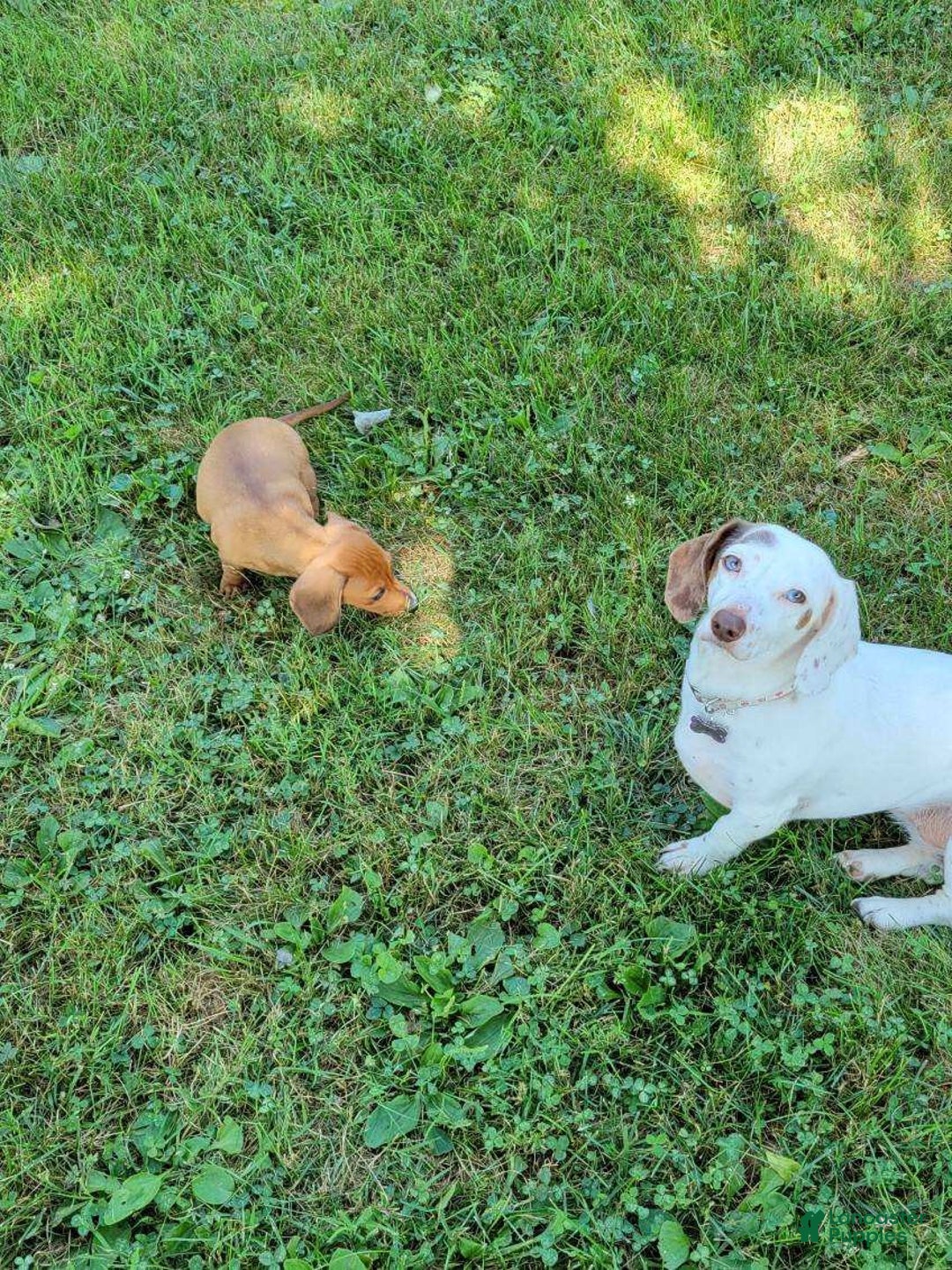 Miniature Dachshund dogs for sale: Coco - Ad 7