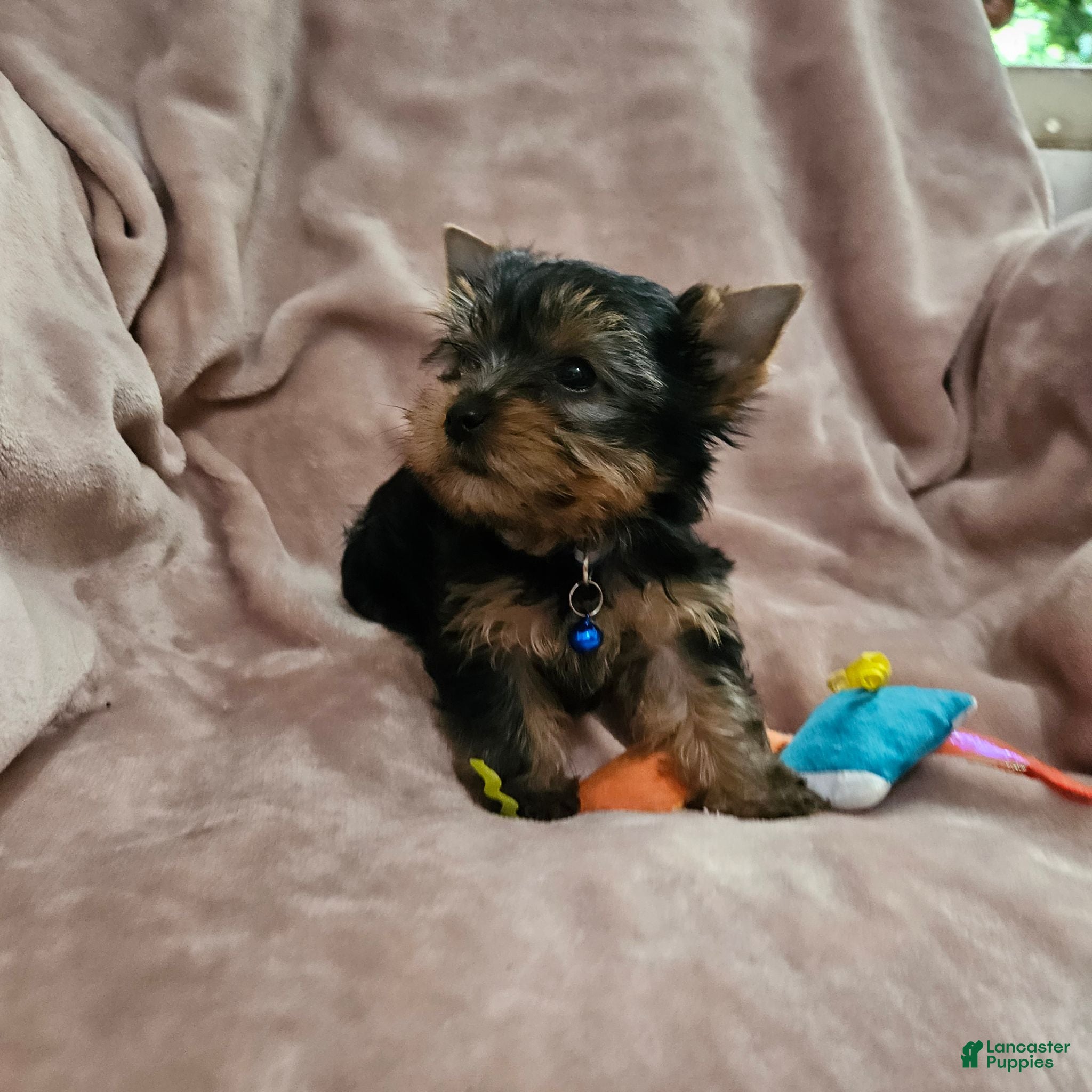 Yorkshire Terrier dogs AKC Spark - Ad 1