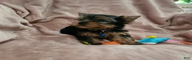 AKC Spark